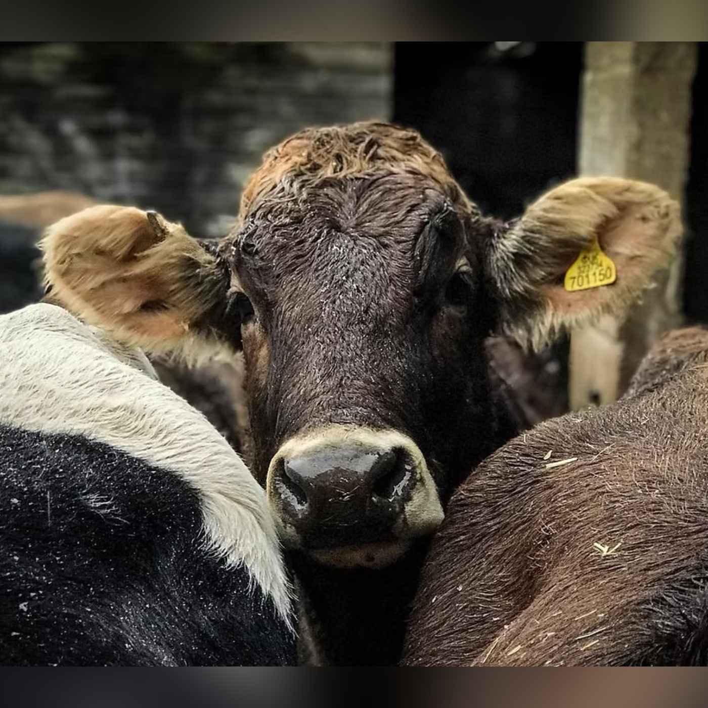 A UK Raw Milk And Grass-Fed Beef Farm Accepting Bitcoin! - Jon Cooke. #563