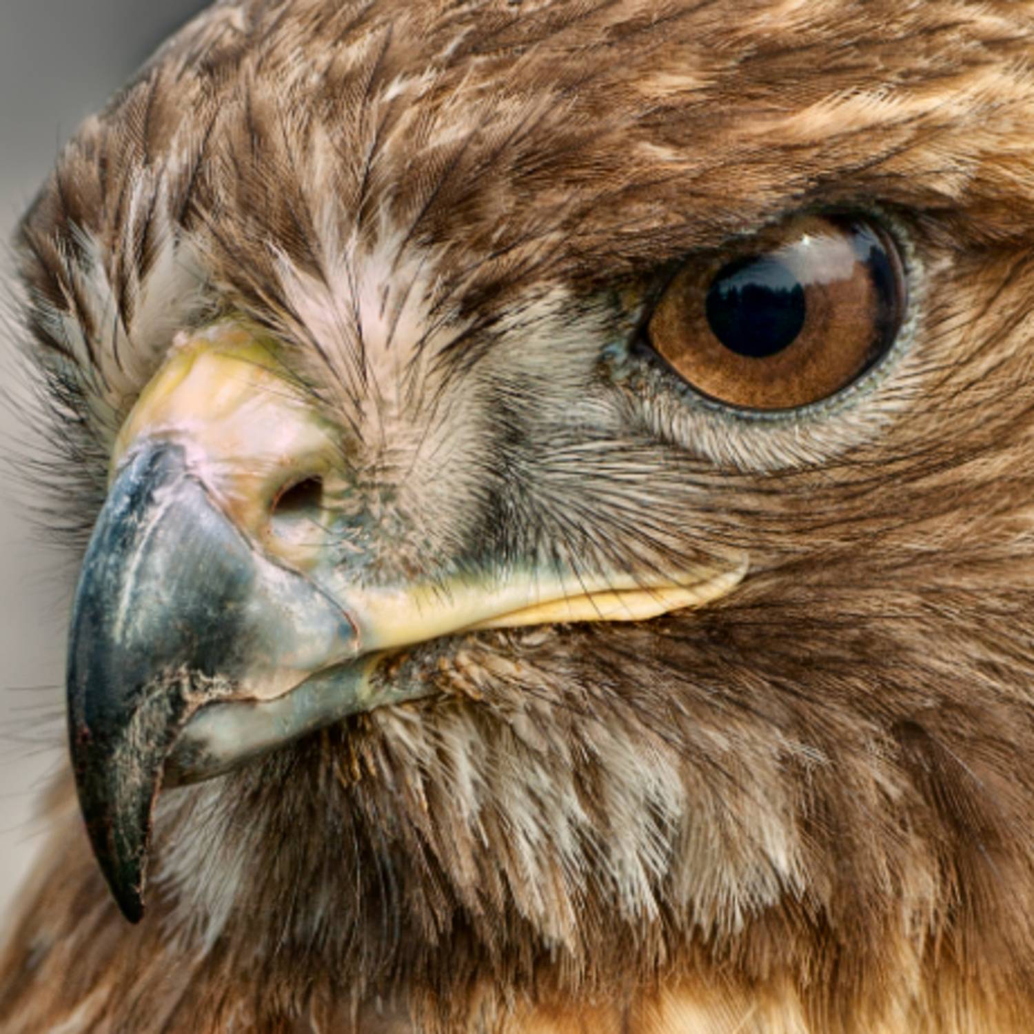 Stolen Science Part 6. Earth's Megnetic Field And Pole Shift. @RedTailHawk1923 - #514